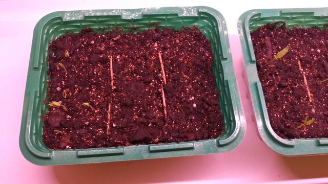 Рассада на 4 марта 2024 года: Агнесса не всходит, Настенька подводит) смотреть онлайн