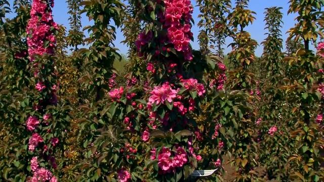 Колоновидные яблони. Как нас дурят?