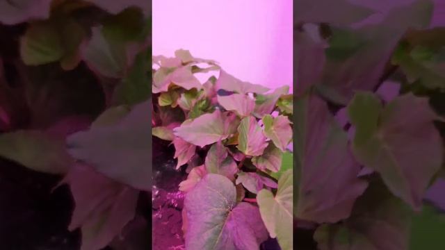 Новый сорт батата с фиолетовой мякотью, привезён из Люксембурга смотреть онлайн