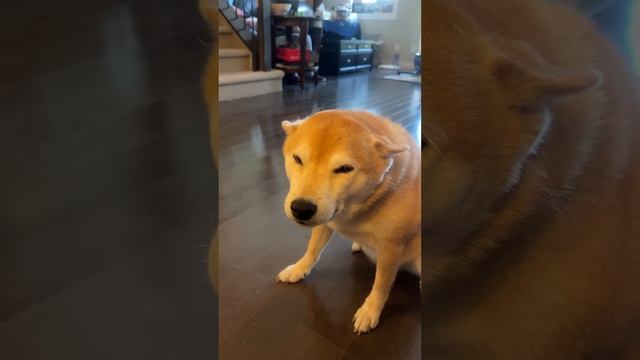 Good Shiba Gets Scritch Instead of Knucklesandwich смотреть онлайн