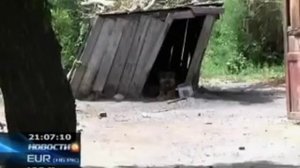 Собака насмерть загрызла ребенка