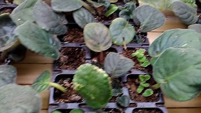 Как сэкономить место для своих фиалок! смотреть онлайн