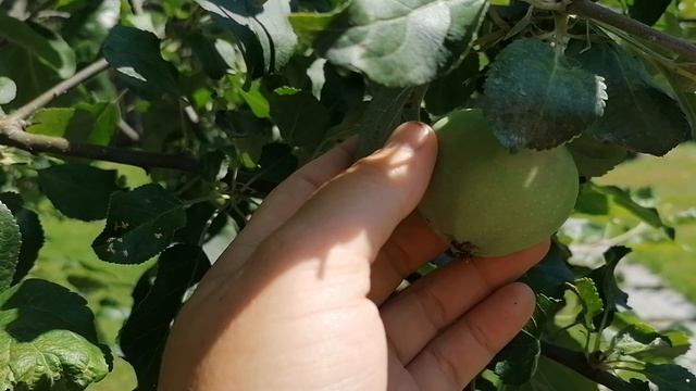 отличие формы яблок сорта Кандиль и Синап.