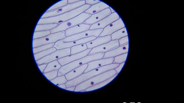 Микропрепараты под микроскопом
