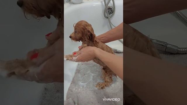 Купание щенка мальтипу. Как искупать щенка мальтипу. Уход за шерстью мальтипу. смотреть онлайн
