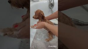 Купание щенка мальтипу. Как искупать щенка мальтипу. Уход за шерстью мальтипу.