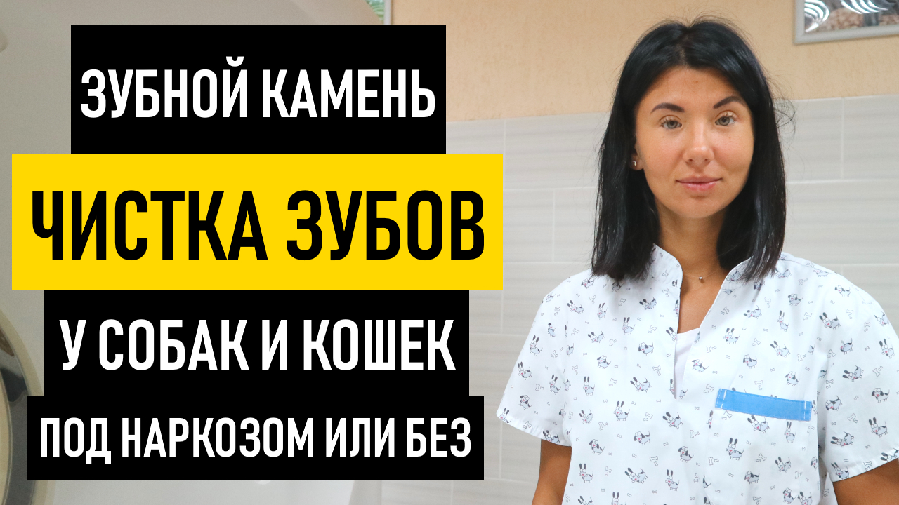Зубной Камень у Собак и Кошек. Чистка зубов собаке ультразвуком без наркоза и под наркозом смотреть онлайн