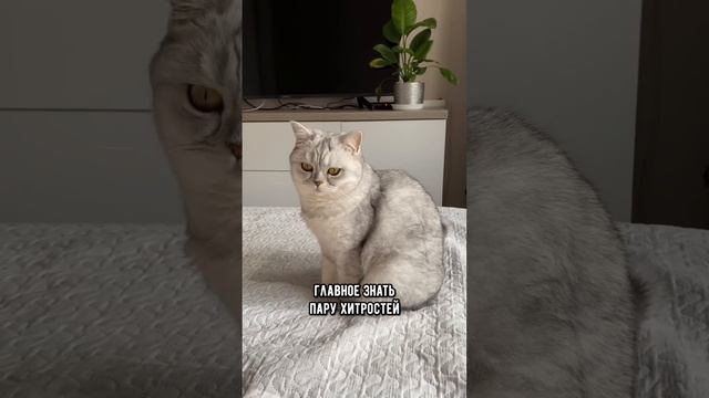 Можно ли поменять имя коту #кот #коты #shorts смотреть онлайн