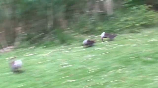 Лиса и зайцы в парке Тиргартен в центре Берлина смотреть онлайн