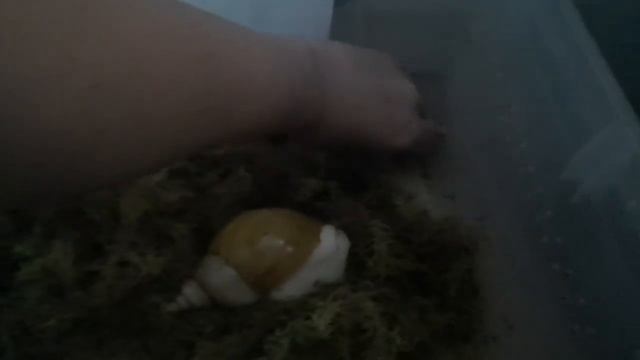 пробная кладка у улитки что это такое? что делать?#блог #ахатины #улитка #snail #фулика