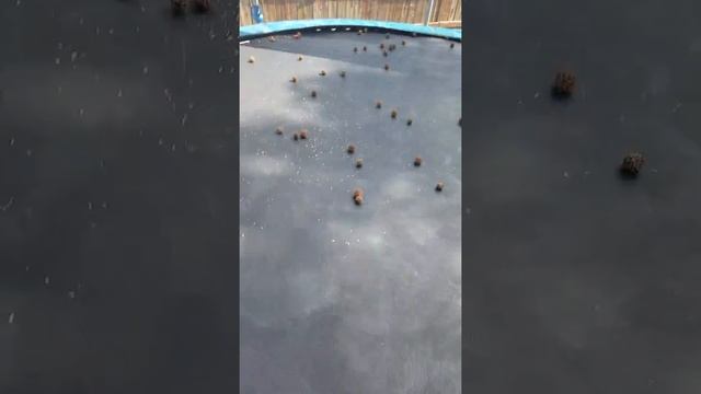 Spike ball challenge смотреть онлайн