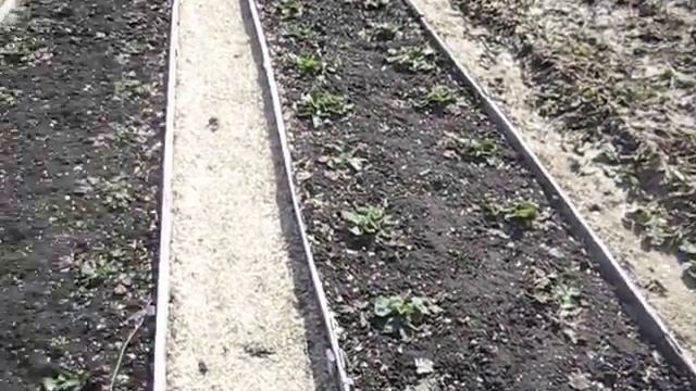 Клубника Лорд. Весенняя обработка. смотреть онлайн