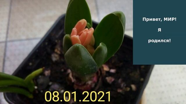 Мои растишки №53/ Гиацинты смотреть онлайн