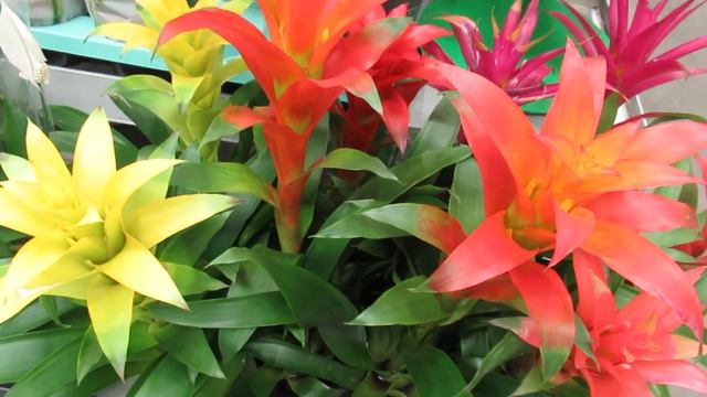 Как ухаживать за гузманией, комнатным цветком из тропиков #комнатныецветы смотреть онлайн