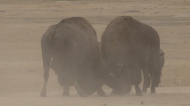Bison Mating Season смотреть онлайн
