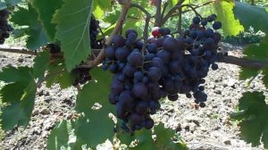 виноград Звезда Шао на 30.07.21г.