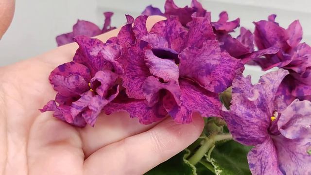 Фиалка ВаТ-Сеньорита смотреть онлайн