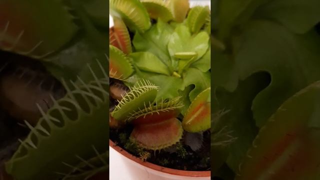 ? Хищное растение Венерина Мухоловка смотреть онлайн