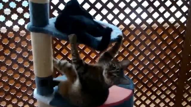 Самое прикольное видео Кот играет с кошкой cats game. смотреть онлайн