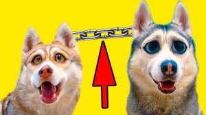 24 ЧАСА ПРИКОВАНЫ ДРУГ К ДРУГУ ЧЕЛЛЕНДЖ (Хаски Бандит) Говорящая собака