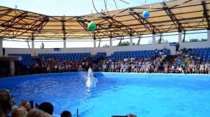 Дельфинарий Немо 2015 Голубицкая