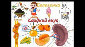 Теория У-Син. Пять органов и Пять вкусов