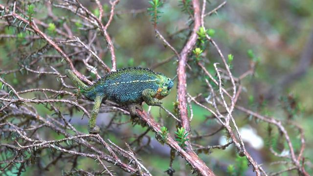 African Wildlife: Safari in Uganda + Gorilla смотреть онлайн