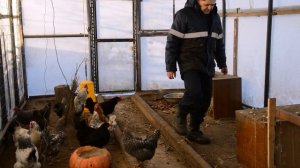 Куры зимой в теплице при  - 30 С