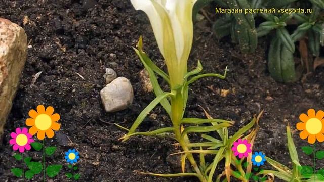 Горечавка китайскоукрашенная Альба. Краткий обзор, описание характеристик gentiana sino-ornata Alba смотреть онлайн