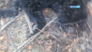 Убитого в Сунтарском районе медведя-людоеда сняли на видео