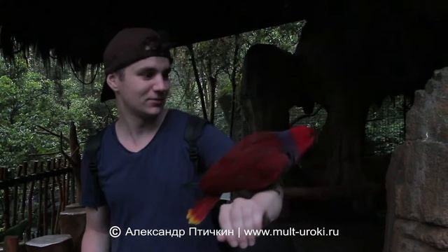 Индонезия. Дикий Попугай. Таман сафари. Indonesia. Taman Safari. Остров Ява Jawa смотреть онлайн
