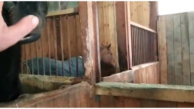 20 рыжих кошек или работы- конь не валялся.. смотреть онлайн