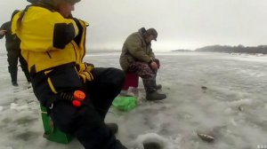 Безмотылка электронная DAIKA