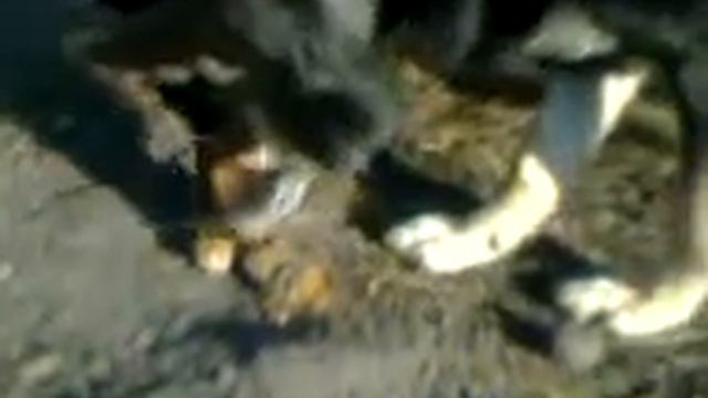 Ест свое говно собака это эпично смотреть онлайн