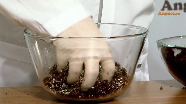 Две Орхидеи В ЛОДОЧКЕ !!! Парная Посадка Орхидеи Кохлеантес !!! смотреть онлайн