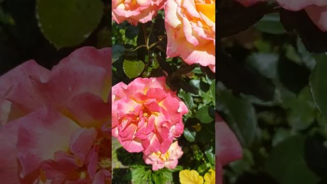 Роза Шейлас парфюм смотреть онлайн