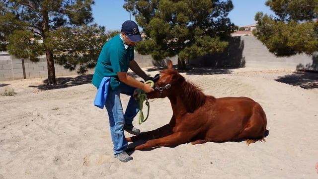 Bentley Gelding Day procedure смотреть онлайн