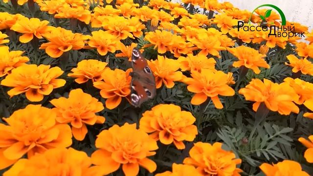 Бархатцы темно-оранжевые смотреть онлайн