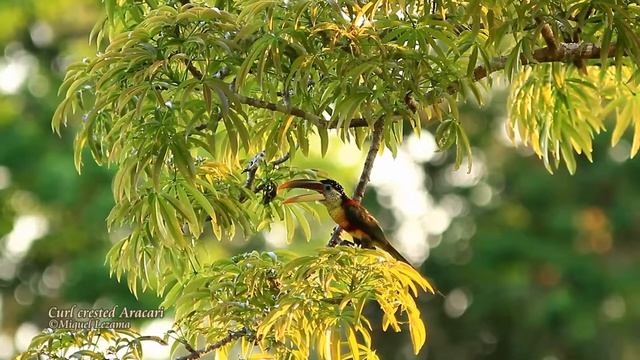 Curl-crested Aracari - Cordillera Escalera, Tarapoto. смотреть онлайн