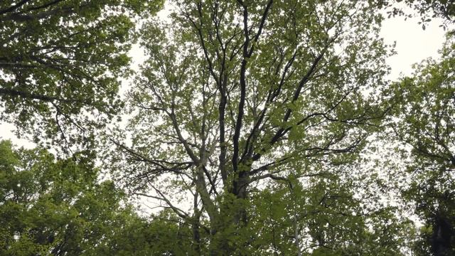 Planting Trees in the Brecon Beacons | UW смотреть онлайн
