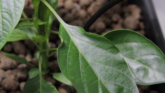 LED vs HID Grow Lights - The Chilli Battle week 3 смотреть онлайн
