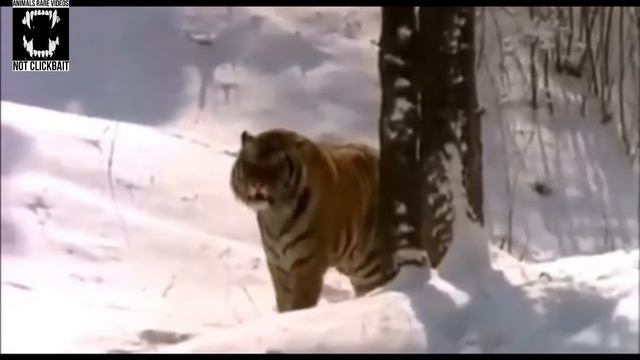 Siberian Tiger | The Largest Cat in the World | Compilation #1 смотреть онлайн