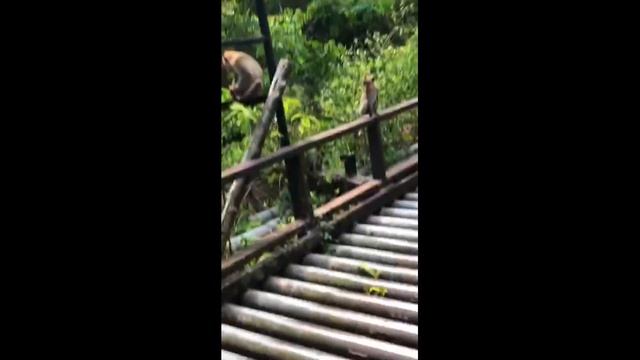 САМЫЙ ЛУЧШИЙ ЗООПАРК В МИРЕ для детей и взрослых !The best zoo IN the WORLD for children смотреть онлайн