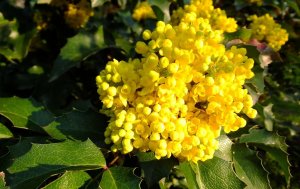 Магония РЕЛАКС ТЕРАПИЯ ИМПРОВИЗАЦИЯ композитор Виктор Анохин #музыка #instrumental #цветы #flowers