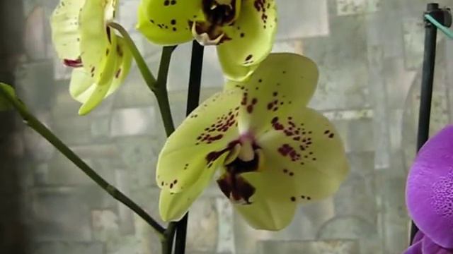 Ну наконец то....новиночки!Сколько же можно мучиться.... смотреть онлайн