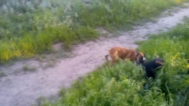Домашние собаки на прогулке смотреть онлайн