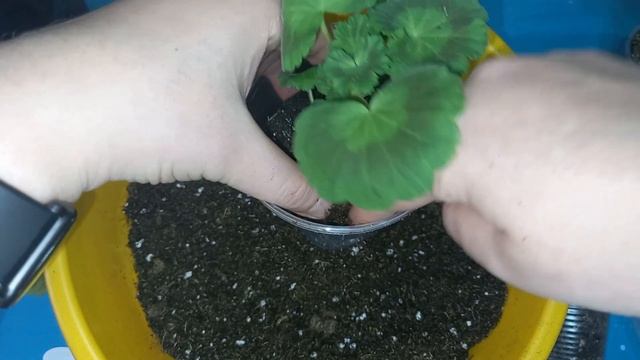 Как ПОНЯТЬ, что ЧЕРЕНКИ ПЕЛАРГОНИИ пора пересаживать, читаем СИГНАЛЫ. Перевалка ПЕЛАРГОНИИ смотреть онлайн