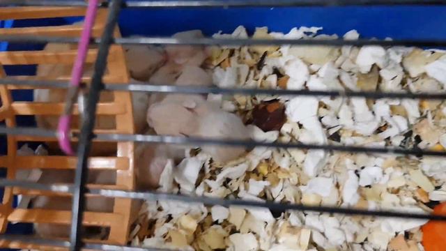 Чем кормить Хомячка? Гулины малыши любят картошку! смотреть онлайн