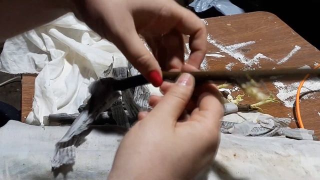 Черенки инжира дали корни, ставлю их в стаканы на укоренение смотреть онлайн
