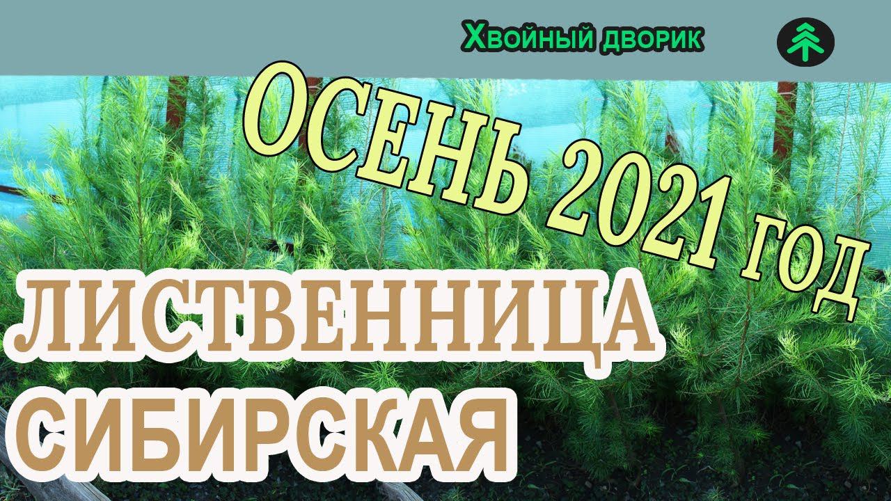 Лиственница сибирская Обзор интернет-магазина питомника "Хвойный дворик" смотреть онлайн